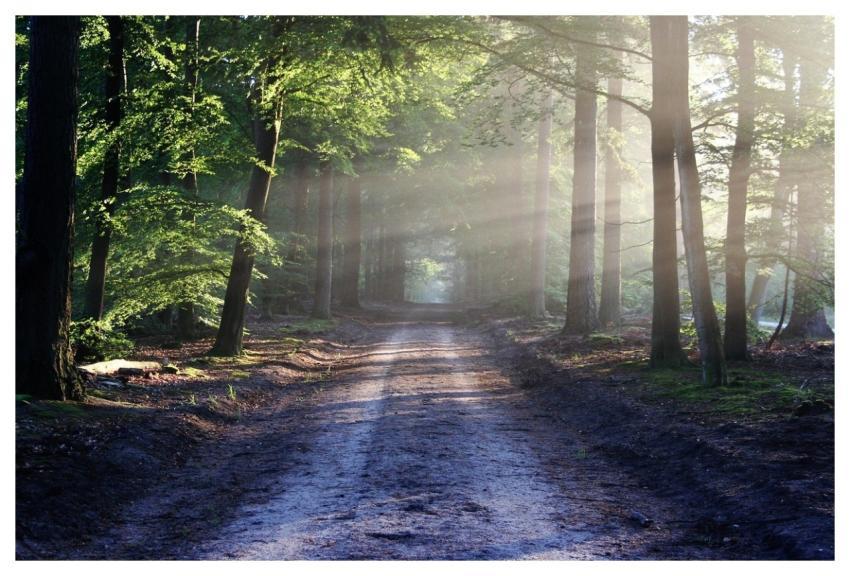 Avenue Trees Path Sunbeams