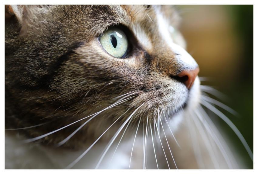 Cat Cat Eyes Whiskers Pet