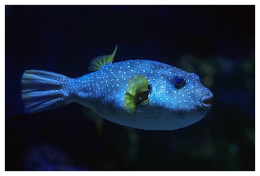Puffer Fish Nature Animal Underwater