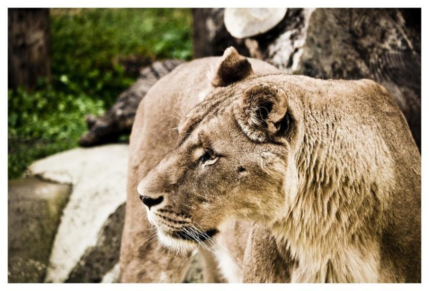 Lioness Lion Wild Cat Predator