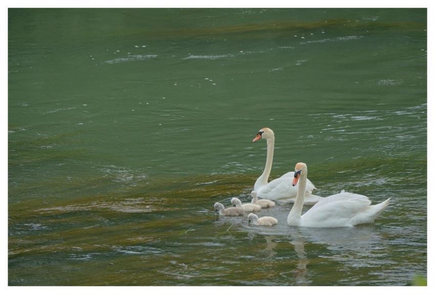 Swans Water Chick Nature