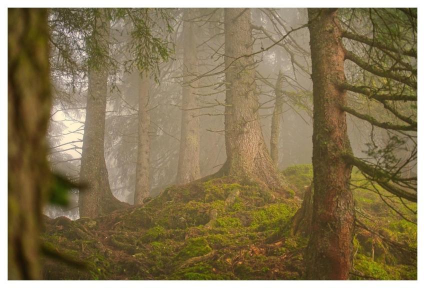 Forest Fog Coniferous Forest Landscape