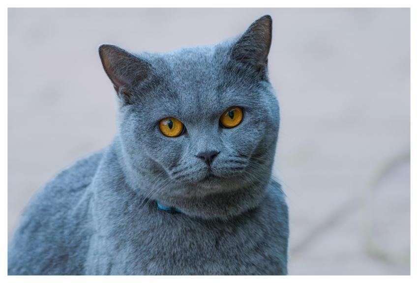 Cat Animal Mammal Domestic Animal