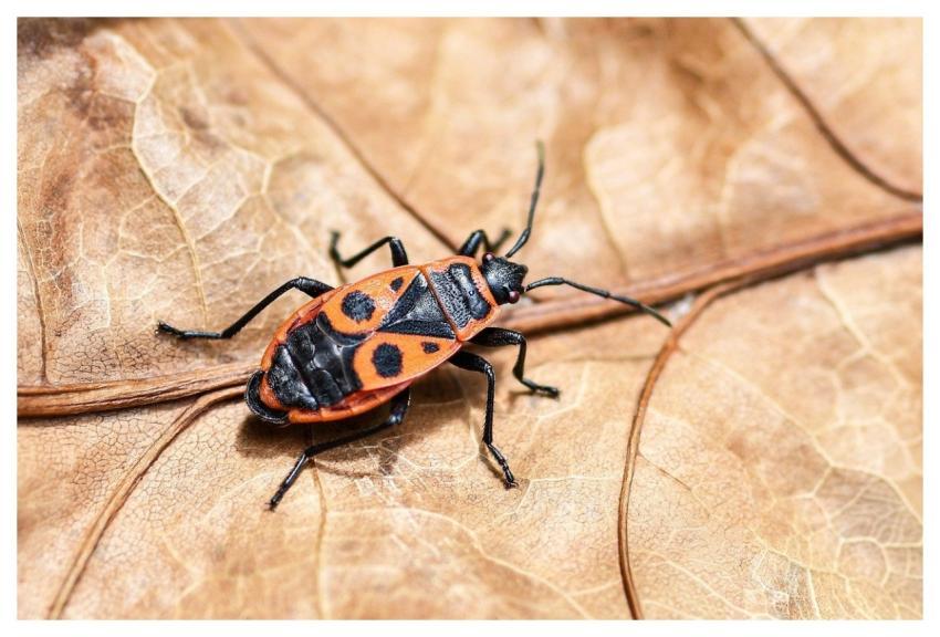 Policeman Insect Nature Macro