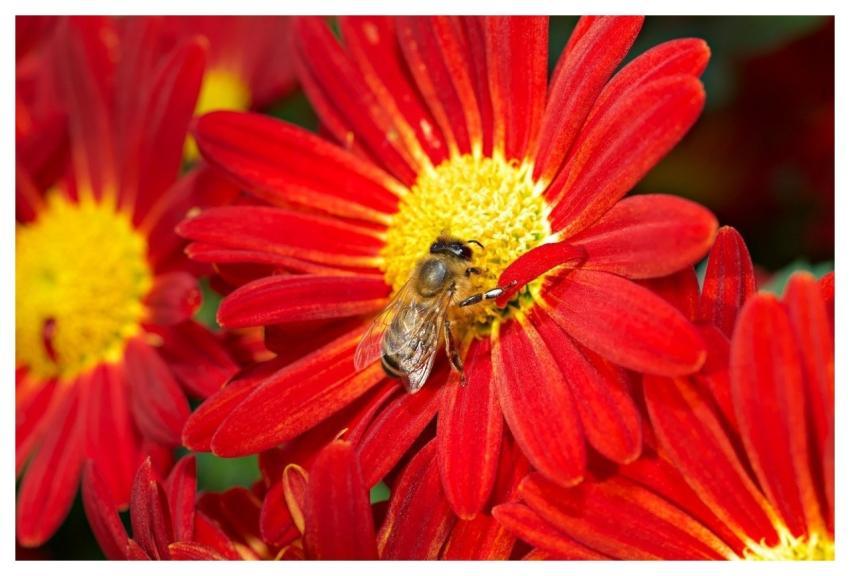 Autumn Chrysanthemum Beautiful Flowers Nature Bee