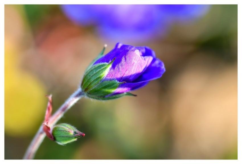 Geranium Flower Background Perennial Flower