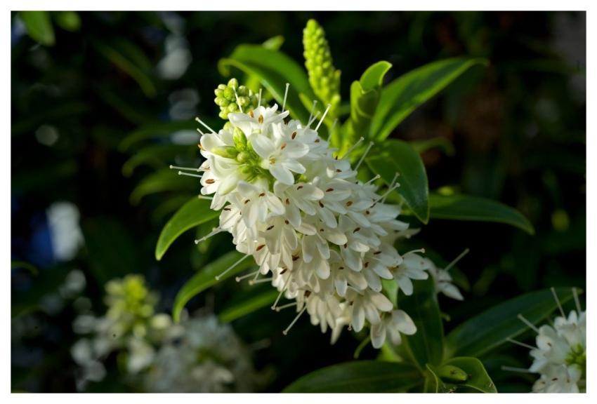 Blossom Flower Wallpaper Beautiful Flowers Bloom