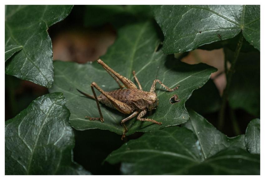 Grasshopper Insect Nature Beetle