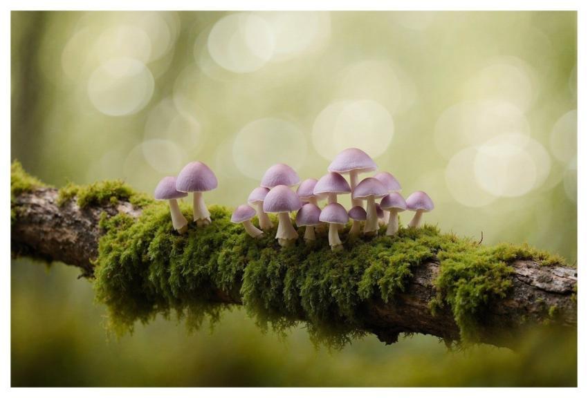 Mushrooms Moss Fungus Lichen