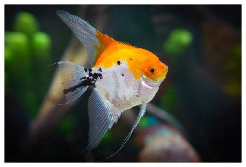 Scalar Fishes Aquarium Water