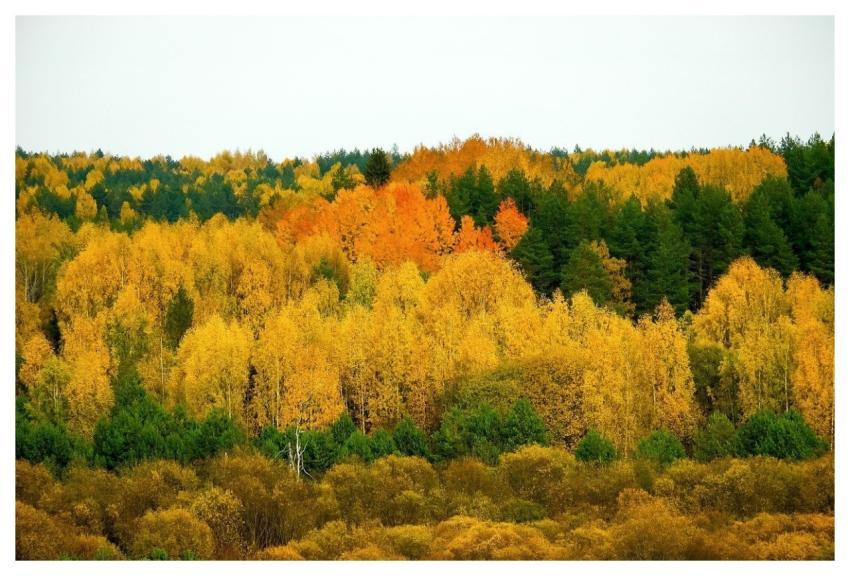 Forest Autumn Colorful Nature