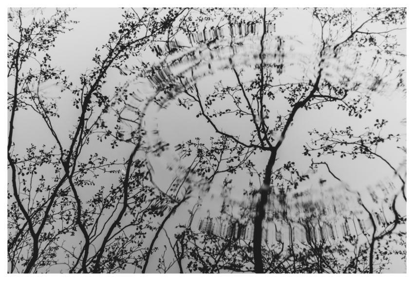 Nature Tree Forest Sky