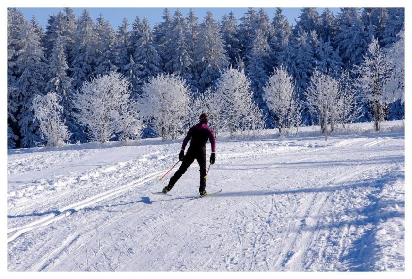 Snow Trees Cross-Country Skier Winter Landscape