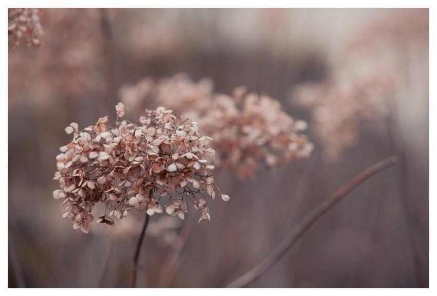 Hydrangea Nature Bloom Blossom
