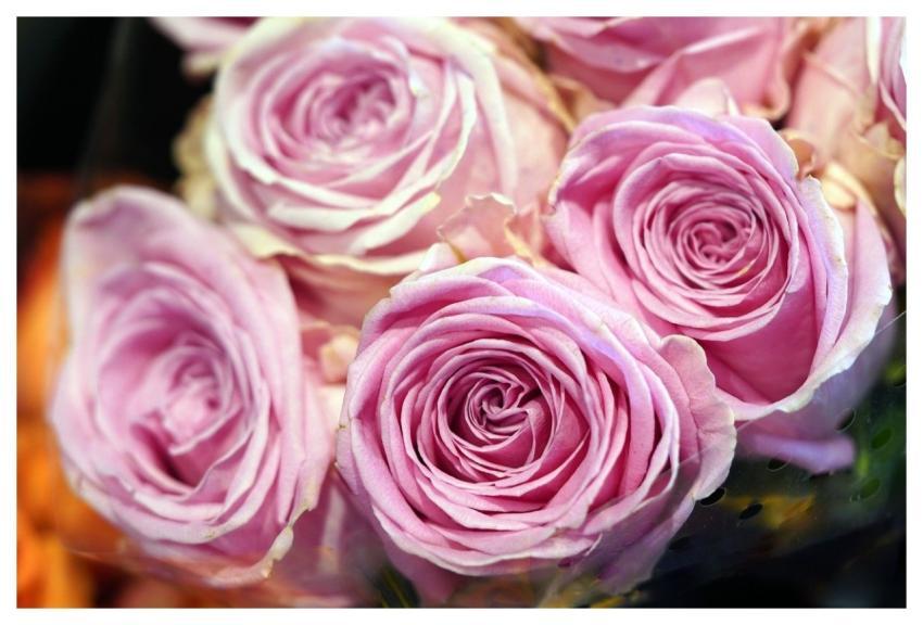 Roses Nature Flower Blossom