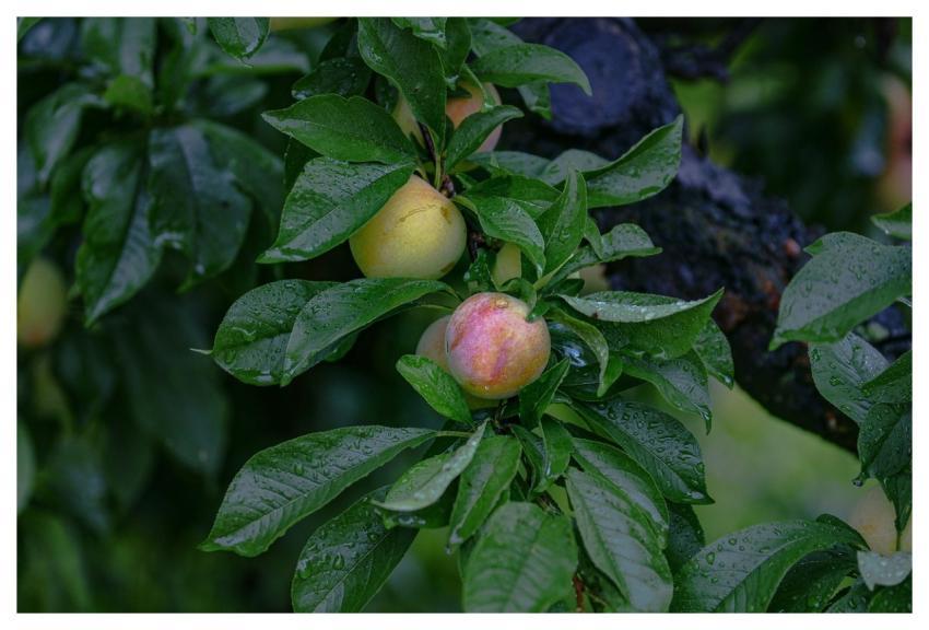 Fruit Plum Delicious Food