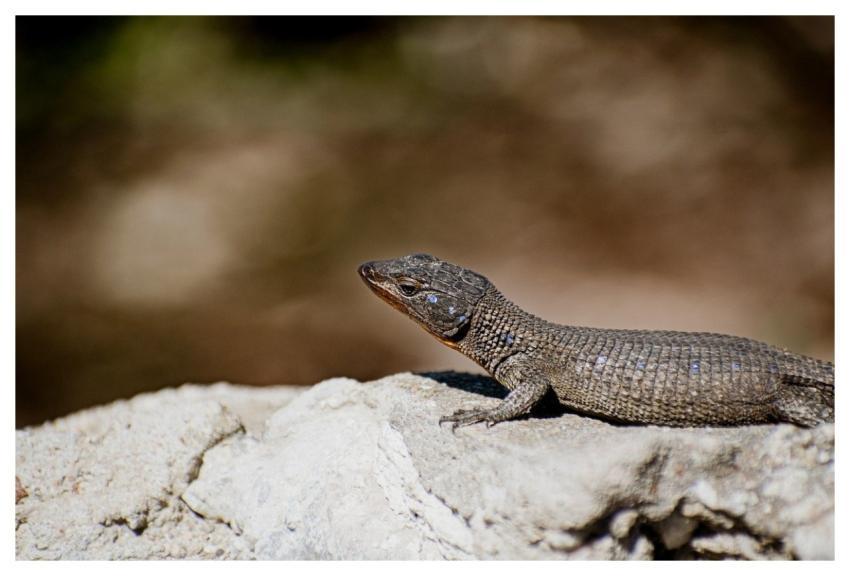 Lizzard Nature Animal Lizard