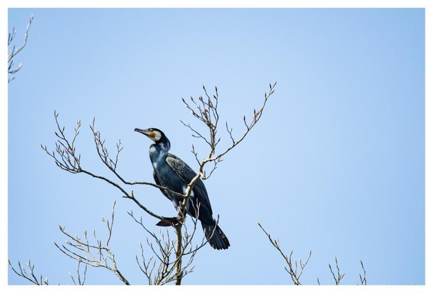 Bird Great Cormorant Ornithology Species