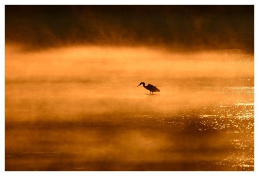 Sunrise Nature Lake Heron