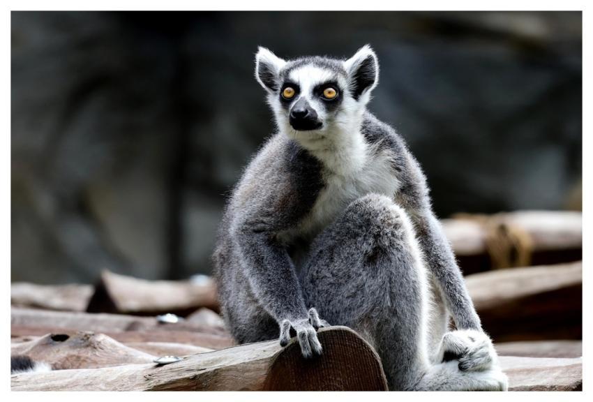 Animal Mammal Species Fauna