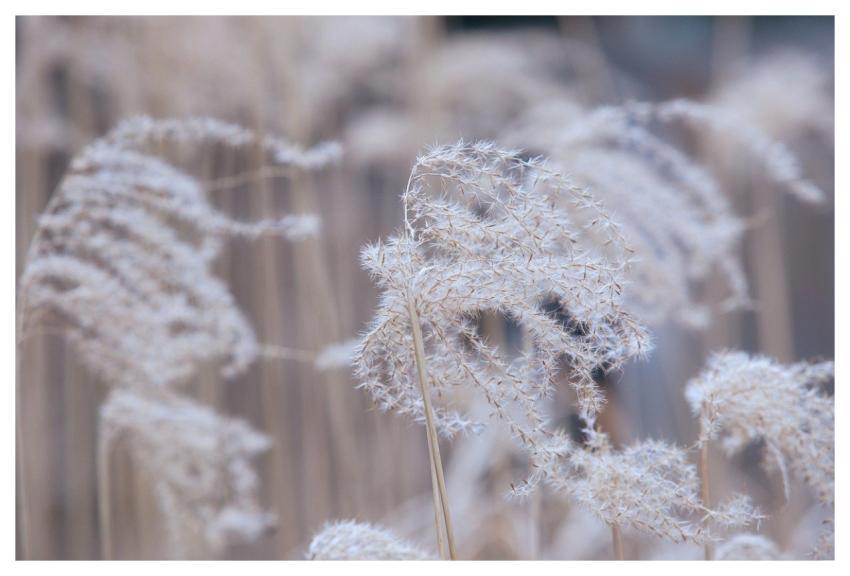 Grasses Nature Frost Winter