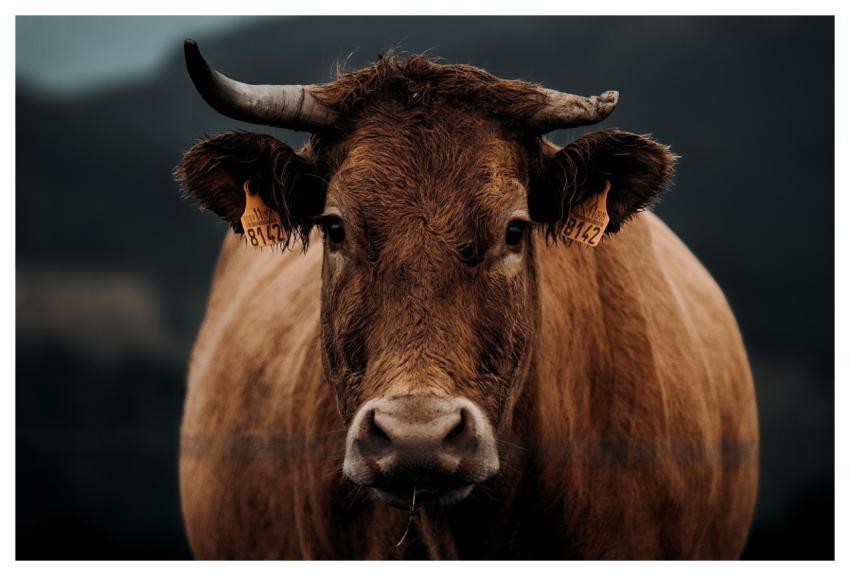 Cow Cattle Livestock Cow Face