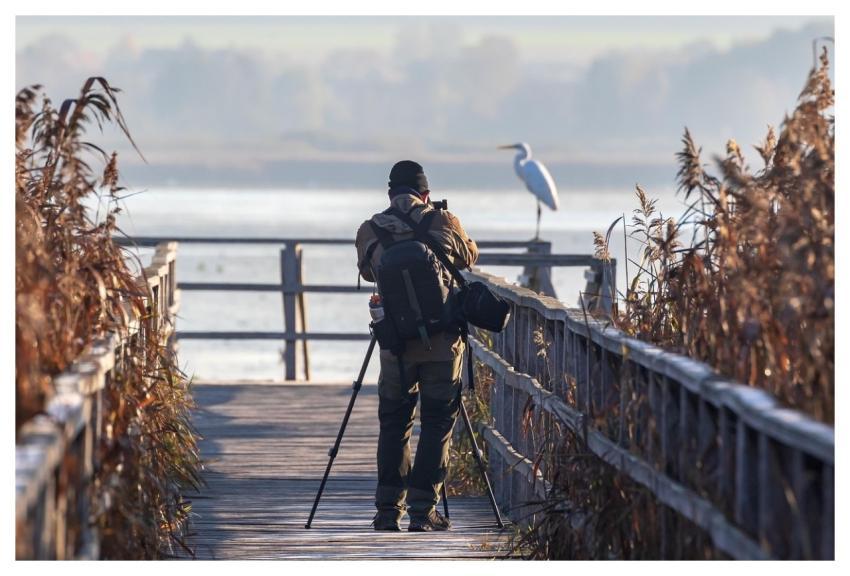 Bird Heron Great Egret Moor