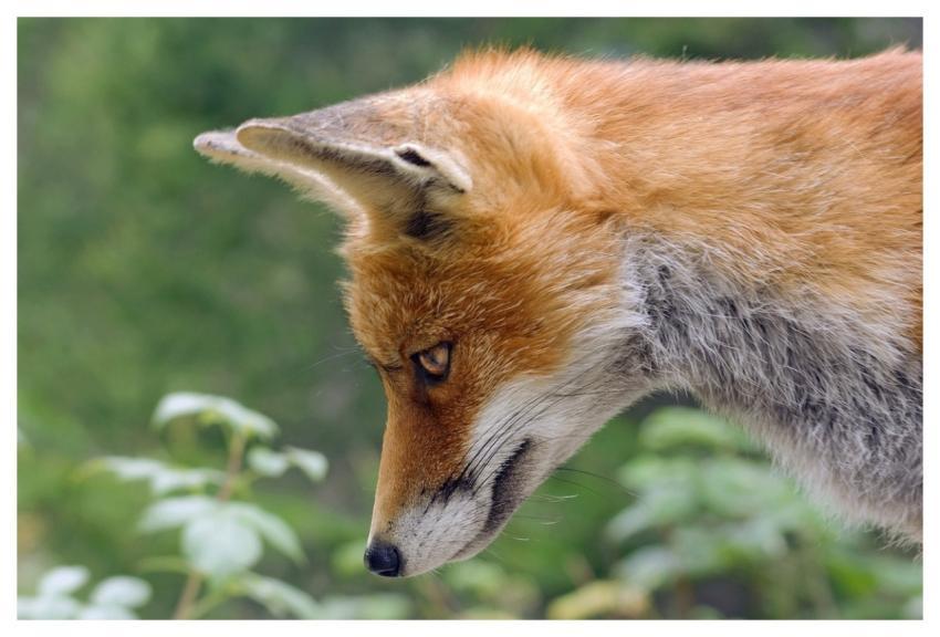 Fox Red Fox Animal Nature