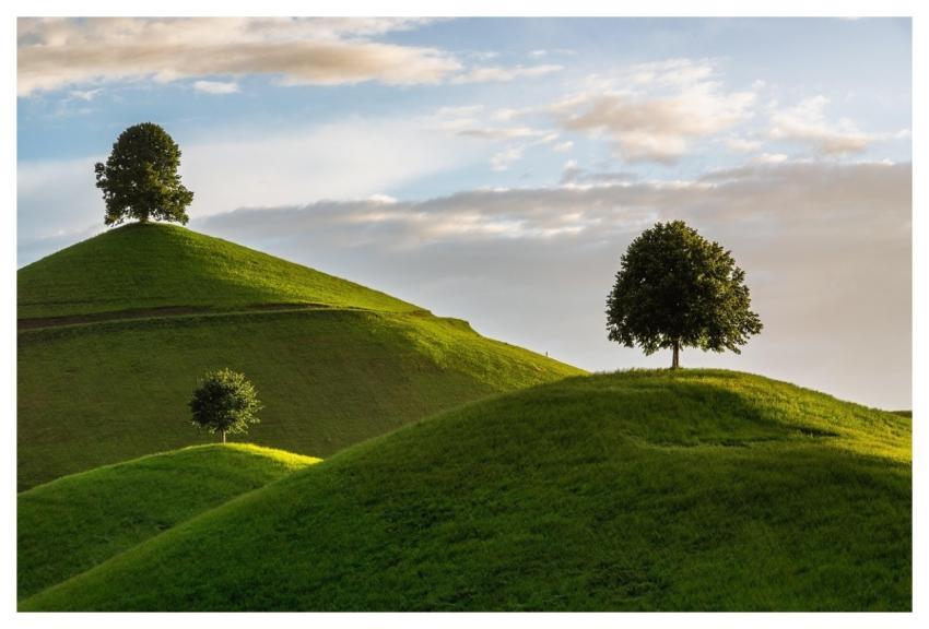 Hill Tree Drumlin Nature