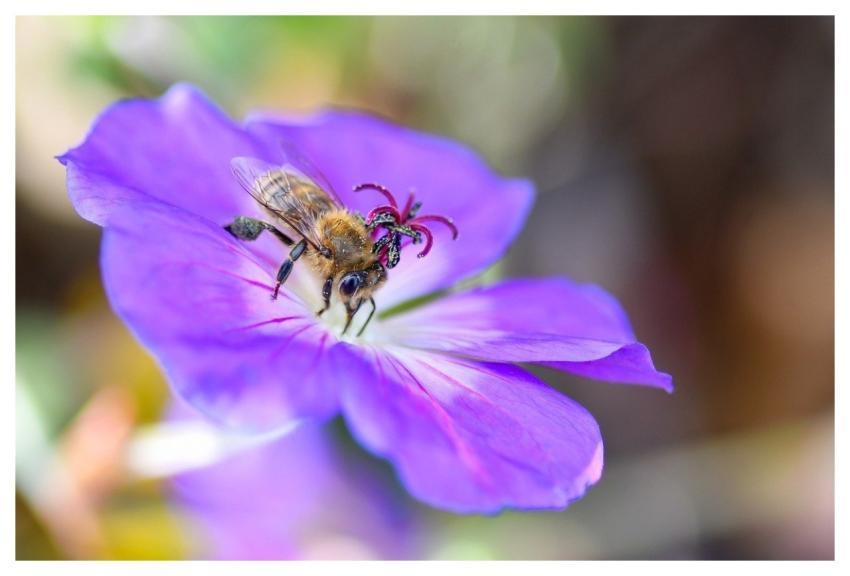 Bee Insect Pollination Nature