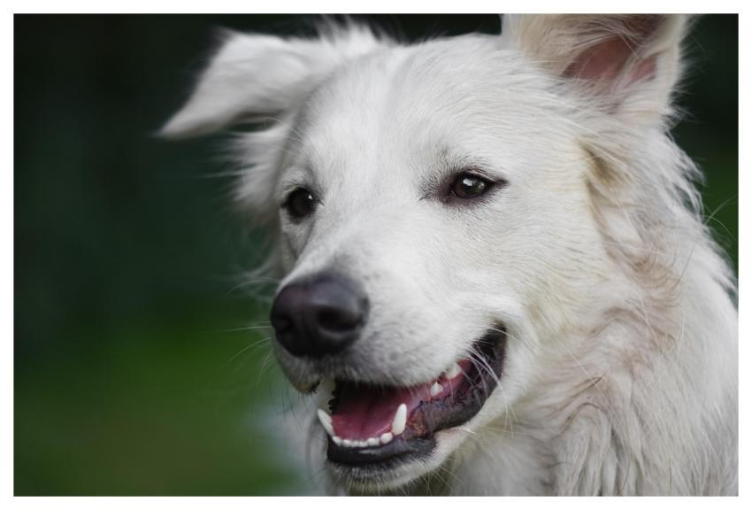 Dog Nature Pet Domestic Animal