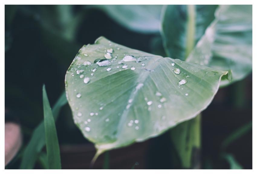 Rain Drop Of Water Nature Background Raindrop