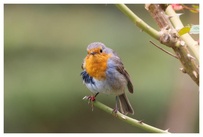 Bird Nature Animal Wildlife