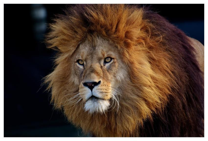 Lion Animal Mane Masculine