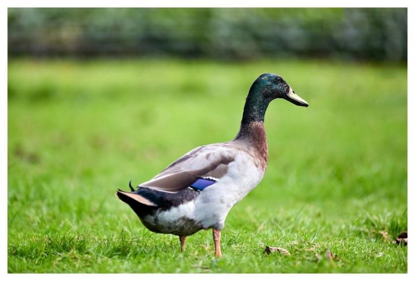 Duck Wild Duck Drake Bird