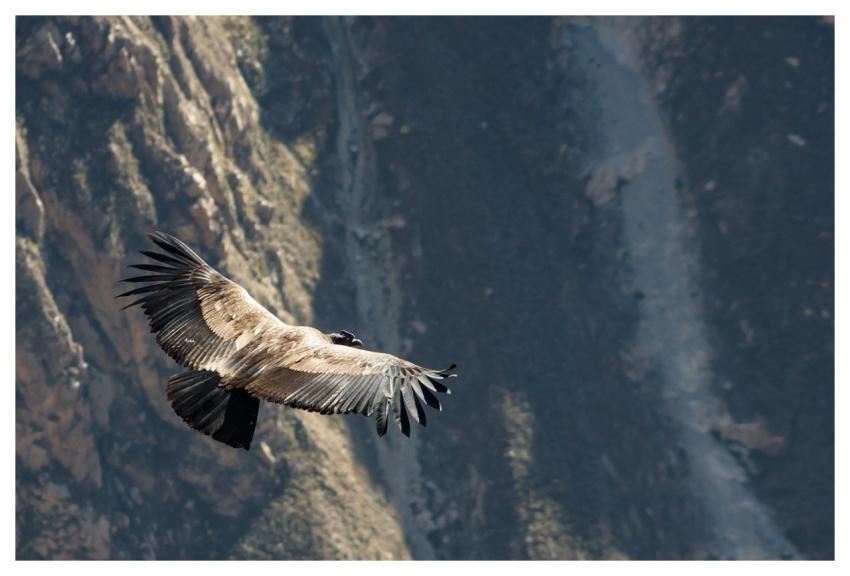 Condor Bird Flying Animal