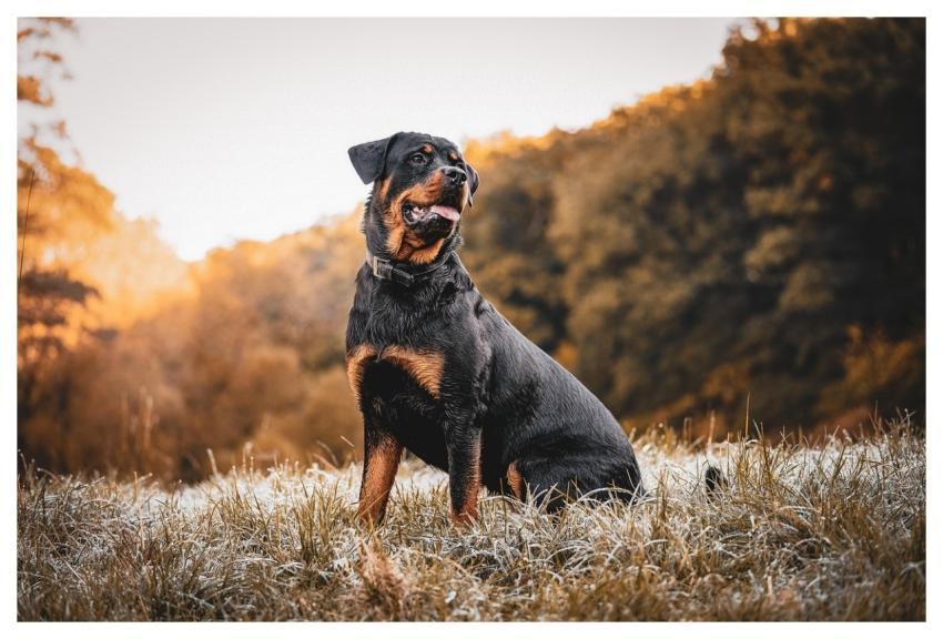 Rottweiler Dog Sunset Domestic Animal