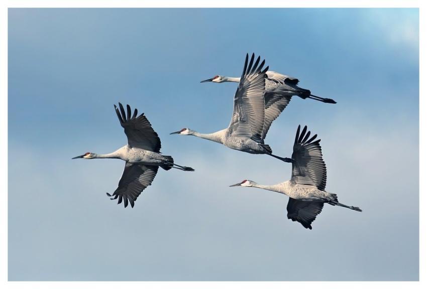 Flying Birds Group Evening