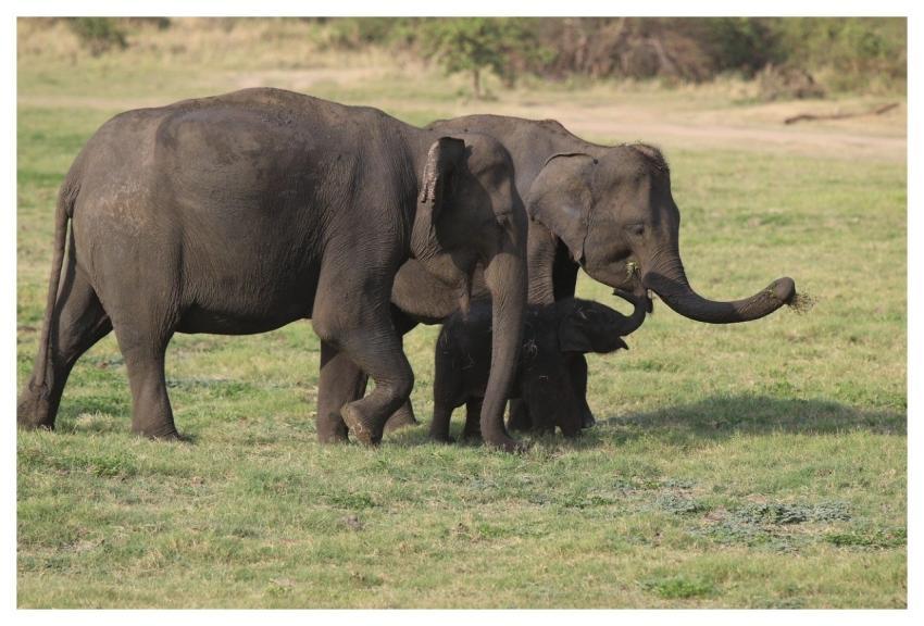 Elephants Safari Wildlife Nature
