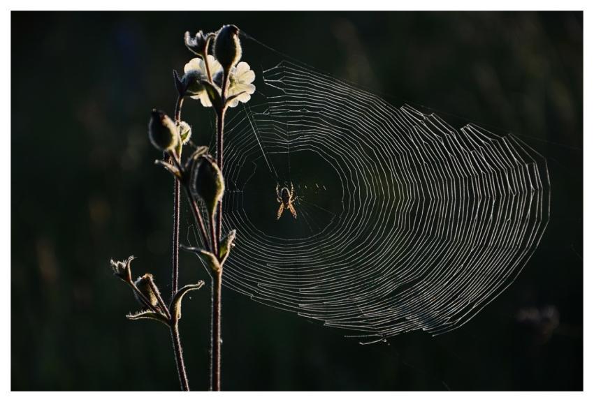 Spider Web Nature Bug