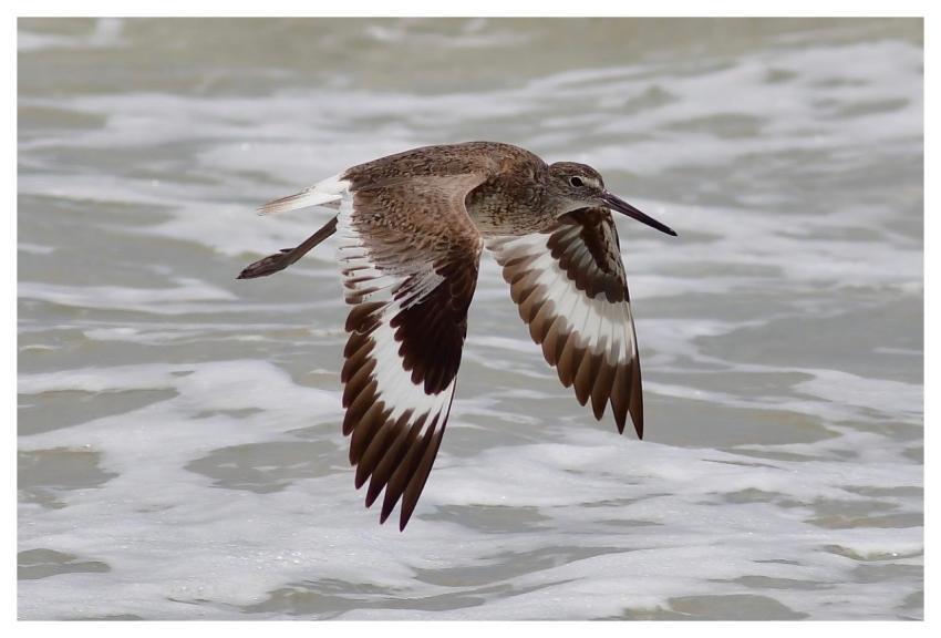 Flying Crane Stork Bird