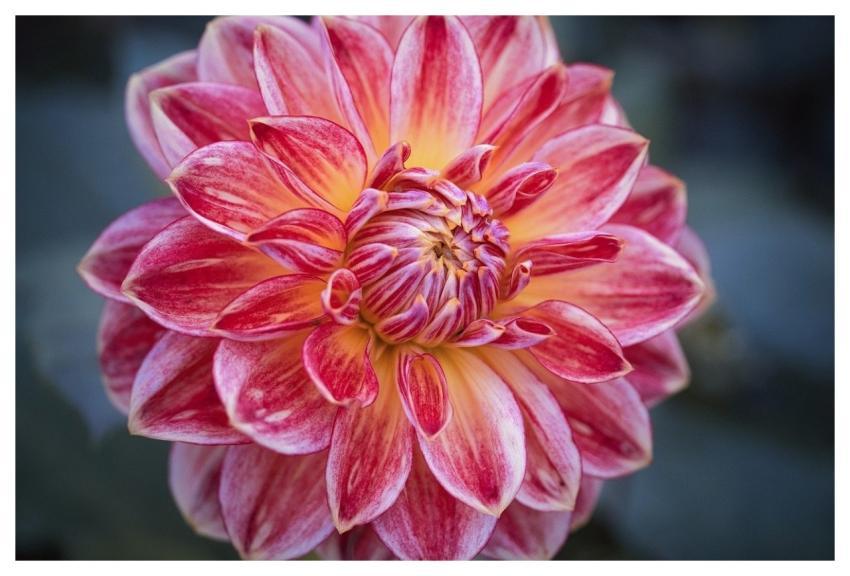 Dahlia Flower Wallpaper Blossom Flora