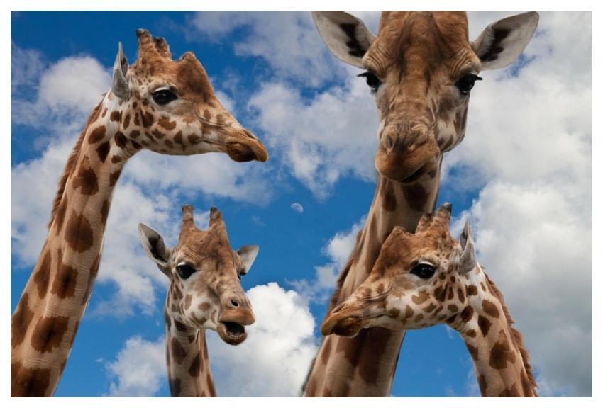Giraffes Family Education Conversation