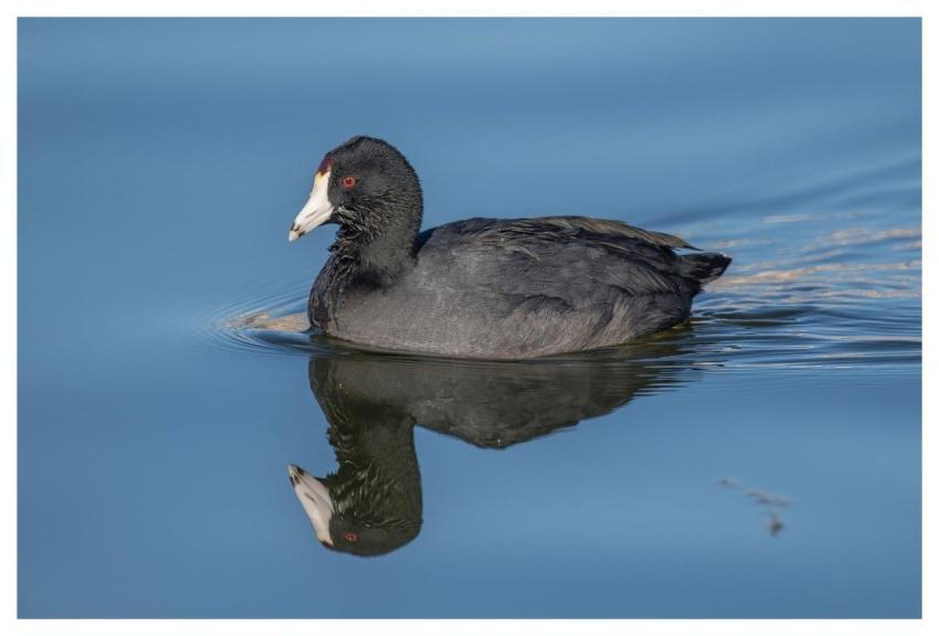 Swan Bird Duck Swimming