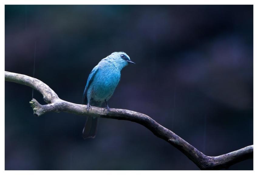 Flycatcher Bird Nature Wildlife