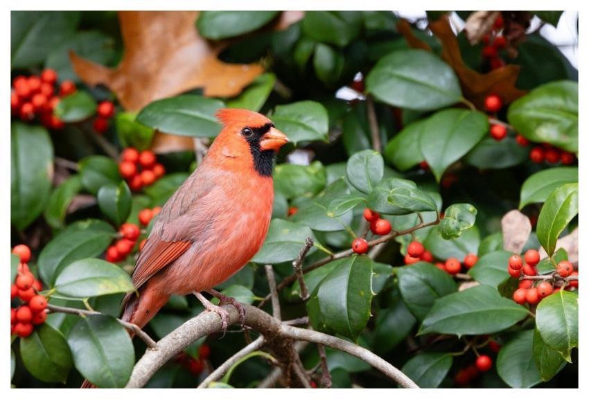 Cardinal Holly Nature Tree
