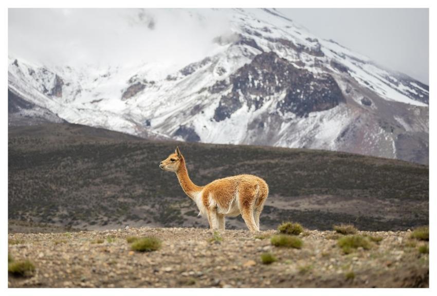 Vicuna Camelid Animal Mammal