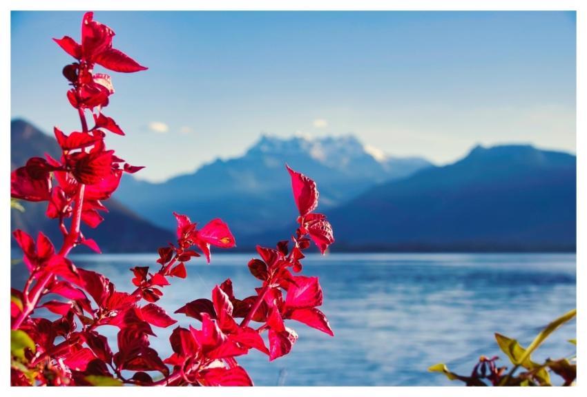 Flower Plant Lake Mountains