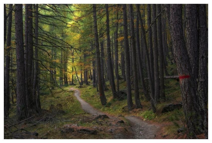 Trail Trees Forest Path