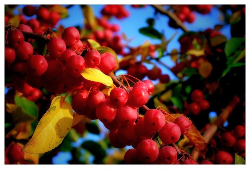 Embellishment Plant Fruit Nature